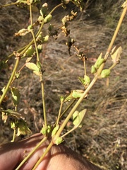 Acanthospermum hispidum