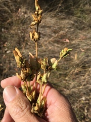 Acanthospermum hispidum