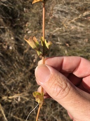 Acanthospermum hispidum