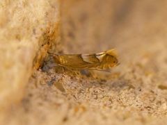 Phyllonorycter aeriferella