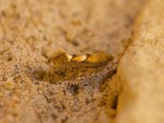 Phyllonorycter aeriferella