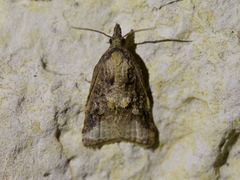 Platynota flavedana