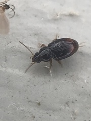 Elaphropus