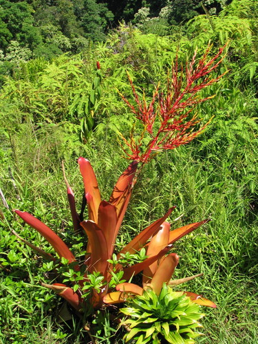 Aechmea blanchetiana