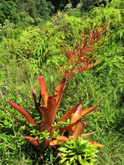Aechmea blanchetiana