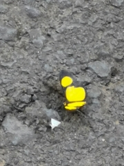 Cyllopoda jatropharia