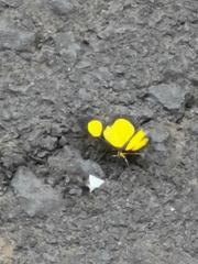 Cyllopoda jatropharia
