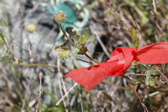 Trifolium microcephalum