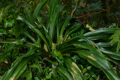 Rohdea fargesii