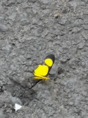 Cyllopoda jatropharia