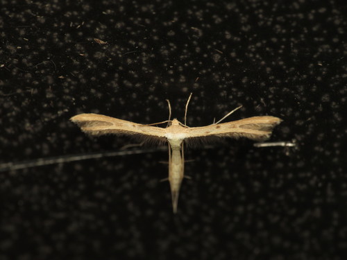 Dwarf Plume Moth photo 3