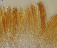 Arachnopeziza delicatula