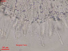 Arachnopeziza delicatula