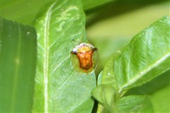 Aspidimorpha furcata