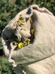 Ceutorhynchus obstrictus