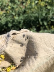 Ceutorhynchus obstrictus