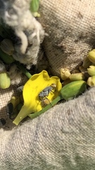 Ceutorhynchus obstrictus