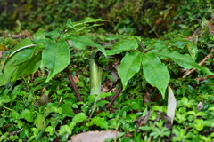 Arisaema ilanense