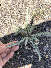 Cirsium cymosum