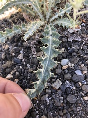 Cirsium cymosum