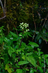 Valeriana flaccidissima