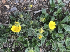 Potentilla hyparctica