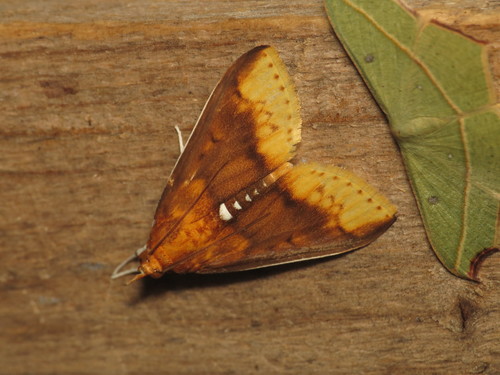 Lipararchis tranquillalis (Lederer, 1863)