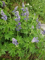 Lupinus nootkatensis