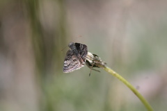 Erynnis icelus