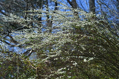 Spiraea prunifolia pseudoprunifolia