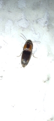 Elateridae