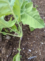 Brassica oleracea gongylodes