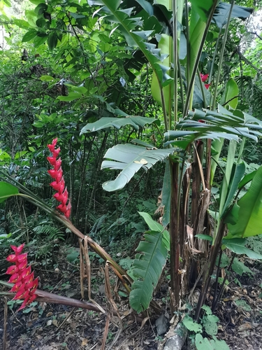 Image of Heliconia bourgaeana by (c) Juan Carlos Pérez Magaña, some rights reserved (CC BY-SA)