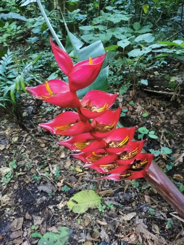 Heliconia bourgaeana, photograph 3