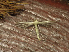 Pterophorus albidus