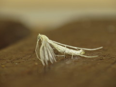 Pterophorus albidus