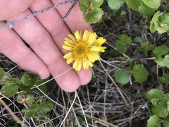 Tephroseris yukonensis