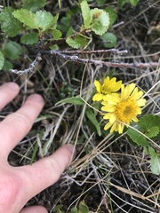 Tephroseris yukonensis