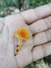 Gliophorus