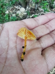 Gliophorus