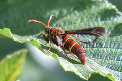 Paranthrene robiniae