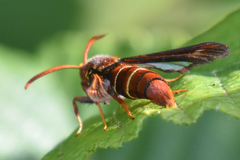 Paranthrene robiniae