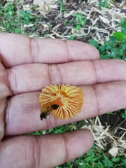 Gliophorus