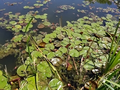 Nymphaea candida