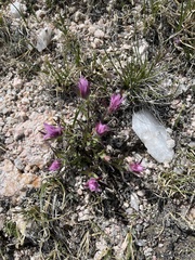 Gentiana affinis