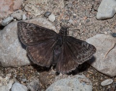 Erynnis persius