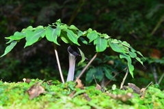 Arisaema ilanense