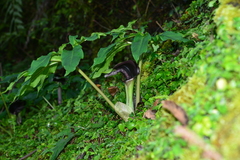 Arisaema ilanense