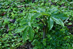 Arisaema ilanense