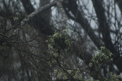 Albizia occidentalis